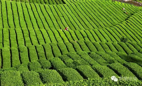 湖北鑫農(nóng)茶業(yè) 打造產(chǎn)業(yè)扶貧新樣板的實踐與探索